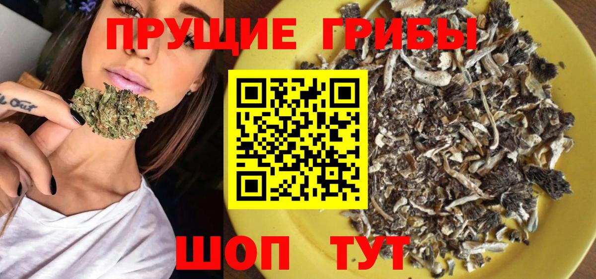 Галлюциногенные грибы Psilocybine cubensis Лесной